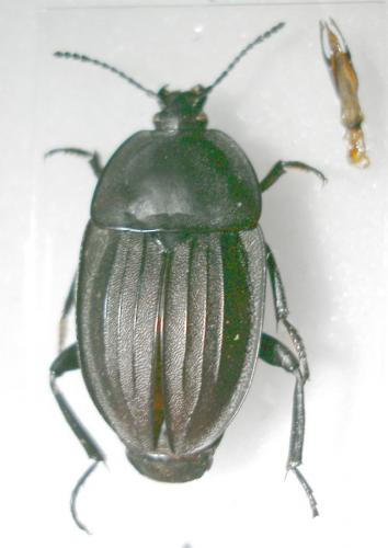 Réf. 15 164 : Silpha carinata