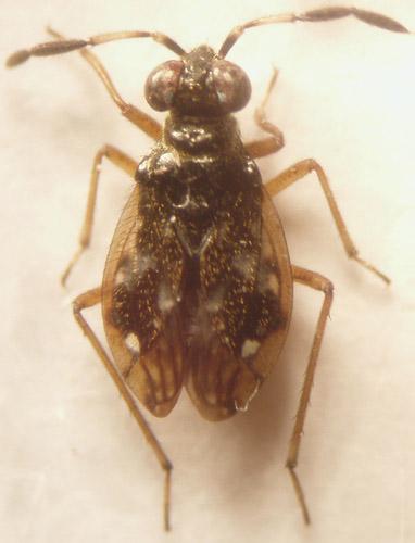Chartoscirta cocksii