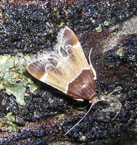 Réf. 15 572 : Pyralis farinalis