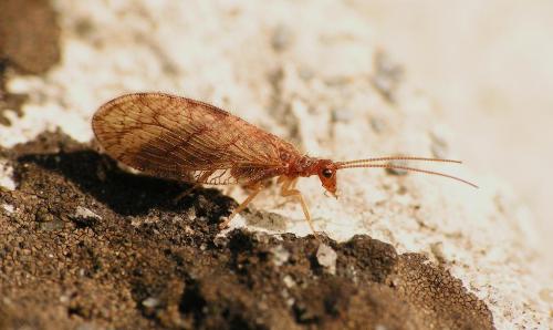 Micromus angulatus