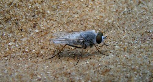 Réf. 15 867 : Acrosathe annulata