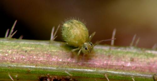 Sminthurus viridis