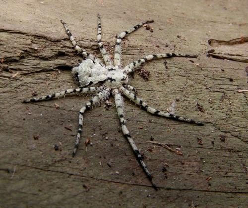 Philodromus margaritatus