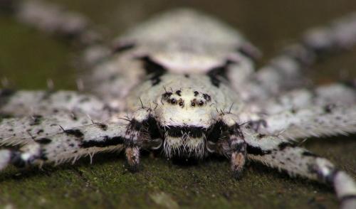 Philodromus margaritatus