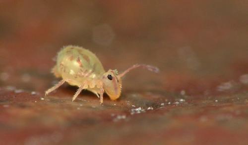 Dicyrtomina minuta