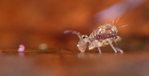 Dicyrtomina saundersi