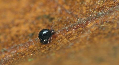 Allacma gallica