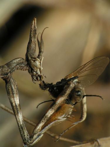 Réf. 15 335 : Empusa pennata