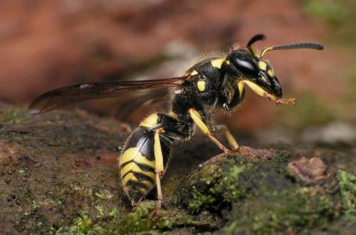 Ancistrocerus nigricornis