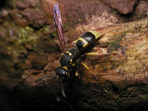 Réf. 15 615 : Ancistrocerus nigricornis