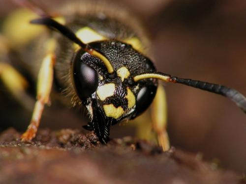 Ancistrocerus nigricornis
