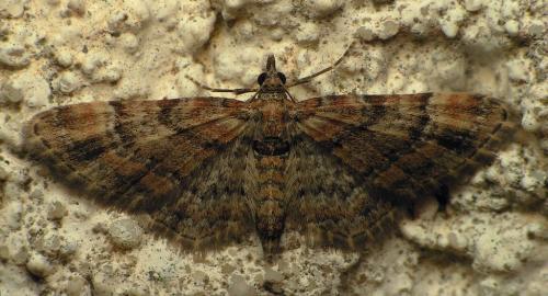 Réf. 15 956 : Gymnoscelis rufifasciata