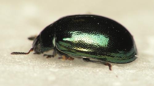 Plagiodera versicolora
