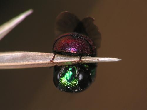 Holopyga sp.