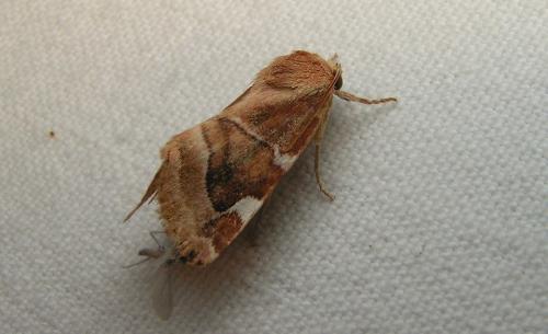 Cosmia diffinis