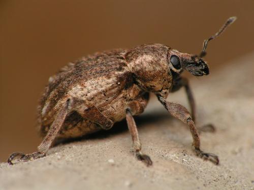 Réf. 15 140 : Brachypera zoilus