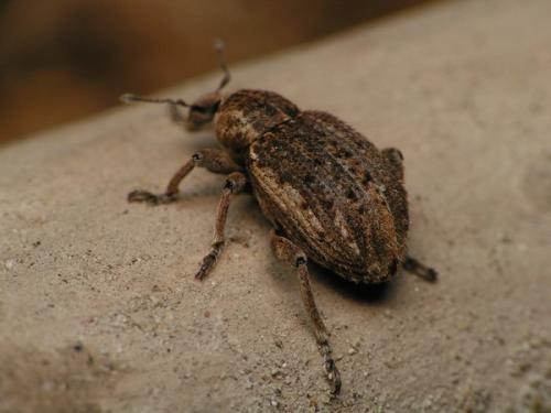 Réf. 15 141 : Brachypera zoilus