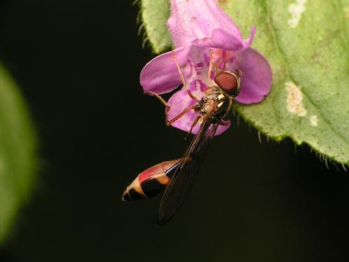 Baccha elongata