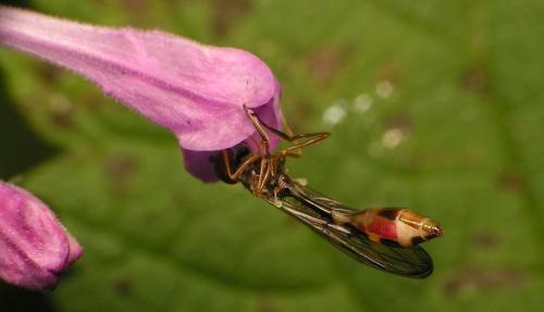 Baccha elongata