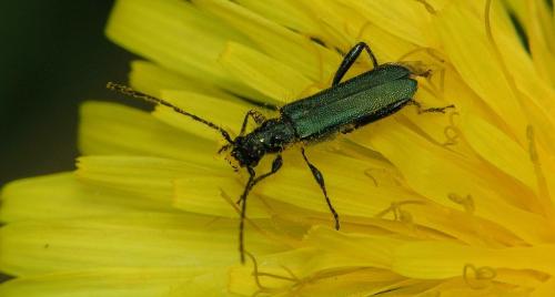 Callimus angulatus