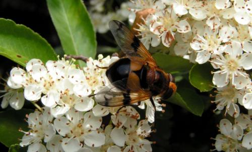 Volucella inflata