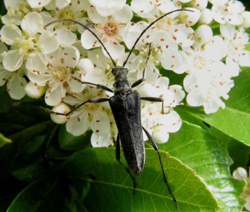 Réf. 15 599 : Stenocorus meridianus