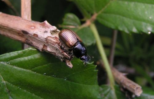 Réf. 15 727 : Aphodius foetidus