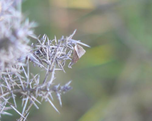 Hypena lividalis