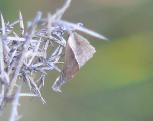 Hypena lividalis