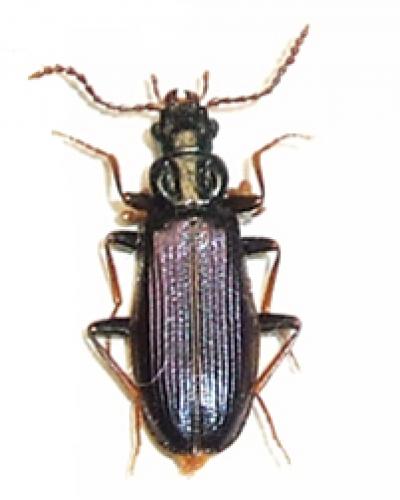 Pytho depressus