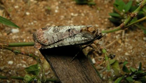 Epilecta linogrisea
