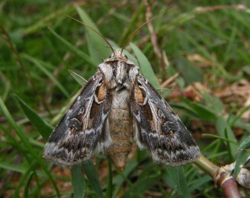 Agrotis vestigialis