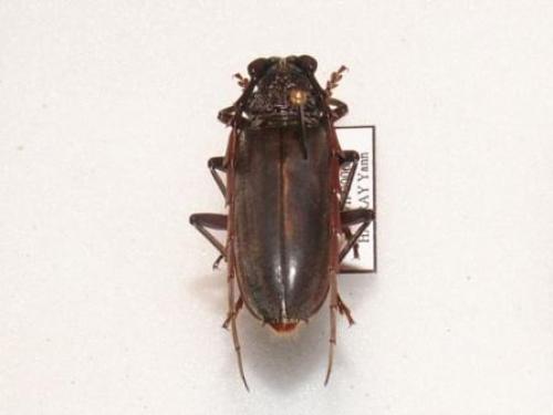 Plocaederus sp.