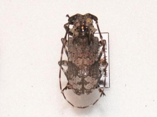 Lasiopezus nigromaculatus
