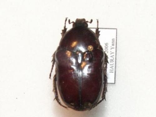 Réf. 15 818 : Diplognatha gagates