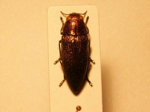 Réf. 15 838 : Lampetis sp.