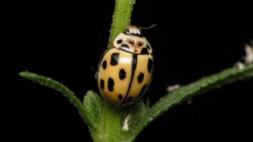 Propylea quatuordecimpunctata