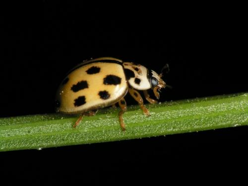 Propylea quatuordecimpunctata