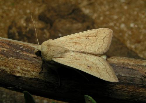 Mythimna vitellina