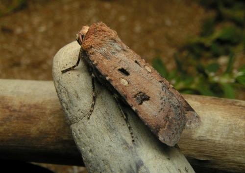 Réf. 15 846 : Agrotis trux