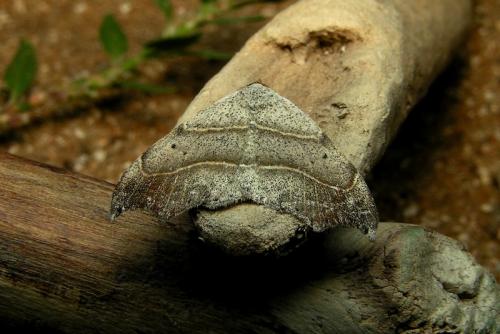 Réf. 15 844 : Laspeyria flexula