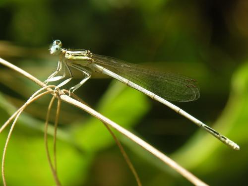 Platycnemis latipes