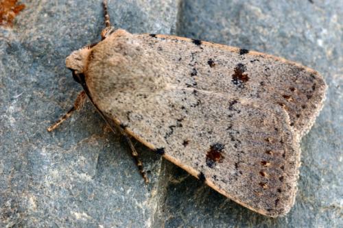Caradrina aspersa