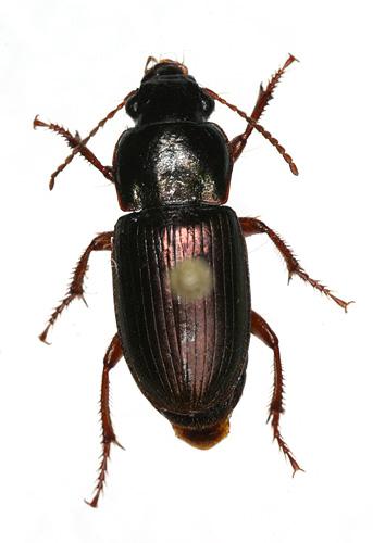 Réf. 15 008 : Harpalus affinis