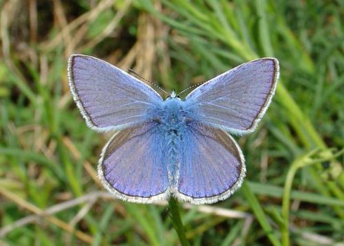 photo de papillon