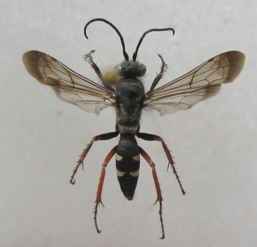 Episyron rufipes