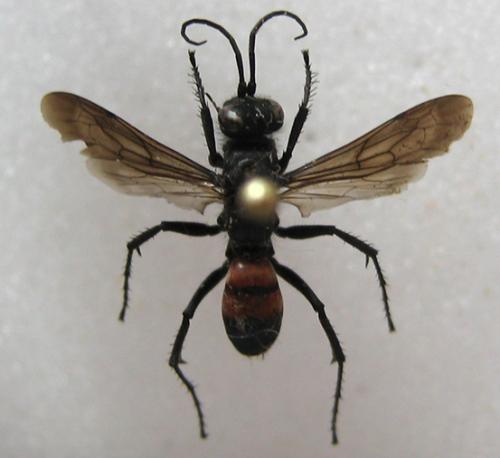 Réf. 15 048 : Arachnospila sp.