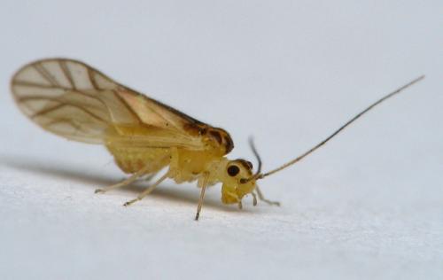 Valenzuela flavidus