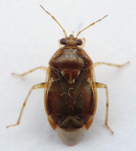 Deraeocoris lutescens