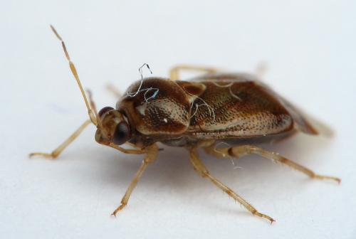 Réf. 15 212 : Deraeocoris lutescens